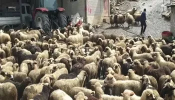 Kompensohen fermerët e prekur nga murtaja e bagëtive, mbi 50 milionë lekë dëmshpërblim