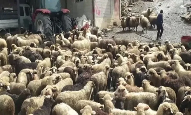 Kompensohen fermerët e prekur nga murtaja e bagëtive, mbi 50 milionë lekë dëmshpërblim