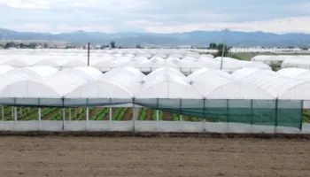 Kreditë për fermerët me pikëpyetje, ekspertët skeptikë për programin “dyfisho sipërmarrjen”, bankat kërkojnë garanci