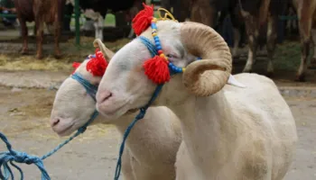 Kremtohet Kurban Bajrami në Bulqizë, qindra besimtarë bëhen bashkë në aktivitete dhe rite fetare