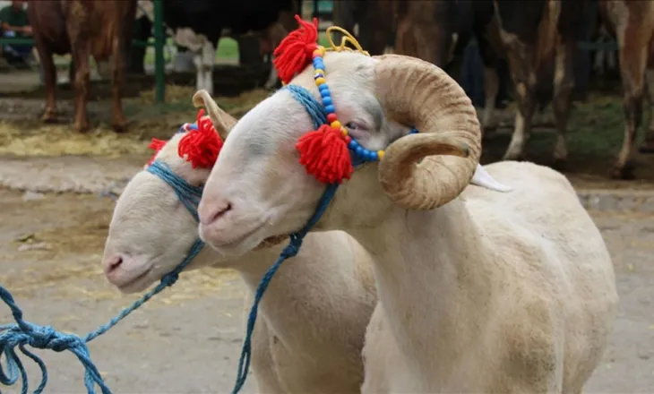 Kremtohet Kurban Bajrami në Bulqizë, qindra besimtarë bëhen bashkë në aktivitete dhe rite fetare