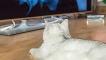 Macet dhe ekranet e televizorit: Çfarë i magjeps ato dhe çfarë u shkakton ankth?