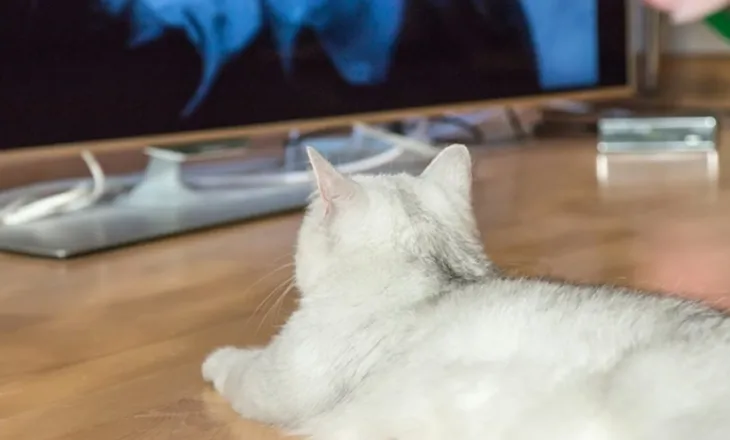 Macet dhe ekranet e televizorit: Çfarë i magjeps ato dhe çfarë u shkakton ankth?