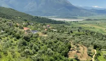 Mbledhja e bimëve medicinale mban gjallë ekonominë e të moshuarve në Mallakastër: Pensioni s’na del!