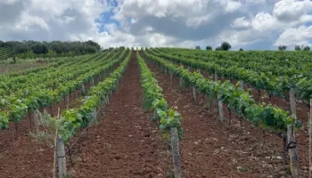 Mungesa e tregut, subvencionet e pakta…/ Fermerët e Kurjanit heqin dorë nga vreshtaria: Ra çmimi në 30 lek për kg