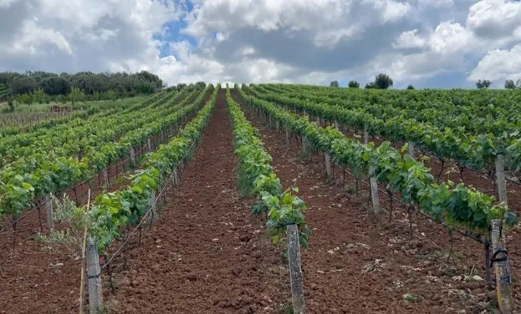 Mungesa e tregut, subvencionet e pakta…/ Fermerët e Kurjanit heqin dorë nga vreshtaria: Ra çmimi në 30 lek për kg