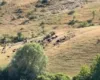Murtaja, nis dëmshpërblimi për fermat/ Fermerët përfitojnë deri në 27 mijë lekë për krerë, kontrollet vijojnë