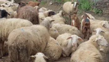 Murtajë në Kolonjë? Analizat fillestare konfirmojnë sëmundjen