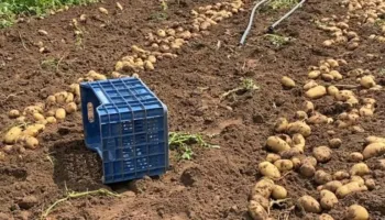 ‘Na kalbet malli”/ Divjaka del në tregje me pataten dhe qepën e hershme, fermerët: Jemi të detyuar ta heqim