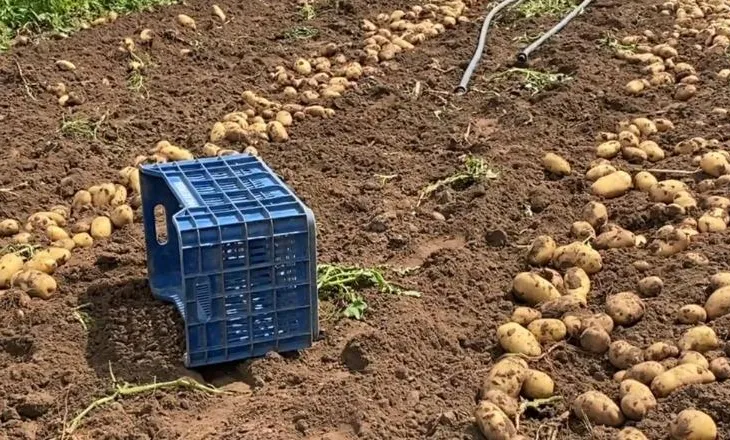 ‘Na kalbet malli”/ Divjaka del në tregje me pataten dhe qepën e hershme, fermerët: Jemi të detyuar ta heqim