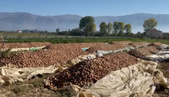 “Ne nuk dëmshpërblehemi, plus çmimet e shtrenjta”/ Fermerët e Maliqit reduktojnë mbjelljet, shkak kostot e larta