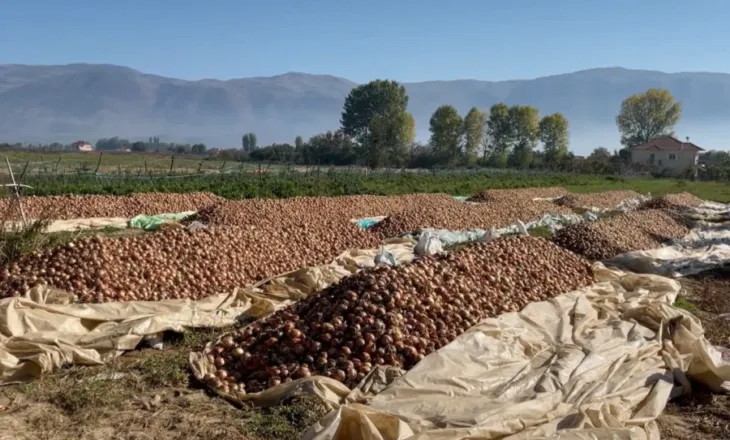 “Ne nuk dëmshpërblehemi, plus çmimet e shtrenjta”/ Fermerët e Maliqit reduktojnë mbjelljet, shkak kostot e larta