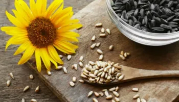 Një grusht në ditë: Nutricionistët zbulojnë përfitimet e farave të lulediellit