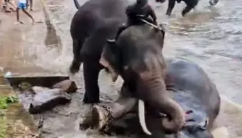 Pamje tronditëse/ Turistja 33-vjeçare humb jetën tragjikisht në Indi, shtypet nga elefantët që po “luftonin” (VIDEO)
