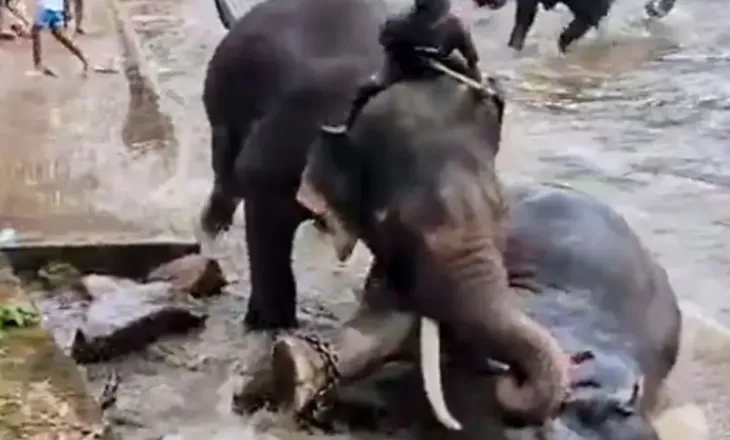 Pamje tronditëse/ Turistja 33-vjeçare humb jetën tragjikisht në Indi, shtypet nga elefantët që po “luftonin” (VIDEO)