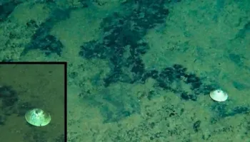 “Përbindëshi” i thellësive, shkencëtarët zbulojnë kërmillin misterioz që jeton në Oqeanin Paqësor