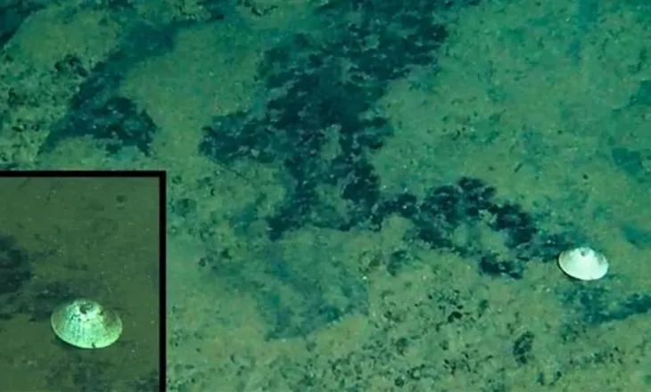 “Përbindëshi” i thellësive, shkencëtarët zbulojnë kërmillin misterioz që jeton në Oqeanin Paqësor