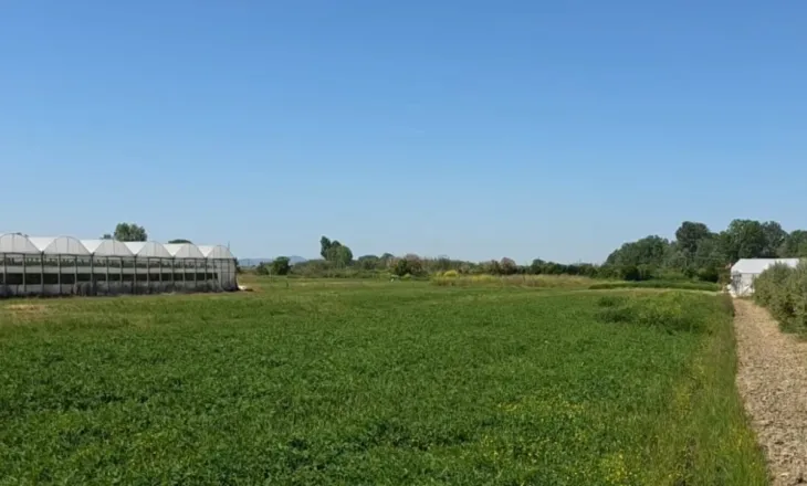 “Po braktisim tokat”, fermerët në Roskovec ankohen për kosto dhe mungesë subvencionesh