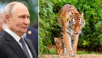 Putini i dhuron Kazakistanit katër tigra Amur
