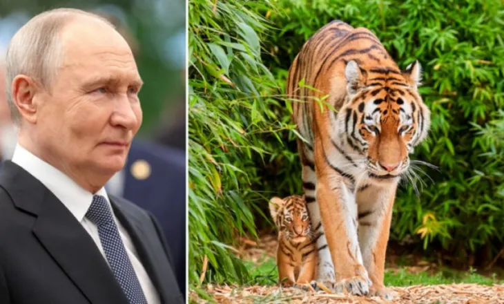 Putini i dhuron Kazakistanit katër tigra Amur