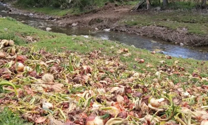Qepët hidhen në lumë në Korçë, fermerët: Çmimi nuk mbulon kostot dhe po kalben