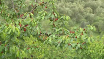 Qershia e importit godet fermerët/ Prodhimi vendas mbetet pa treg, çmimi trefishohet në Tiranë
