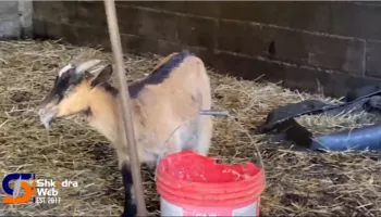 Rikthehet murtaja e ruminantëve të vegjël, fermerit në Dajç të Shkodrës i asgjesohen 20 krerë, priten edhe 60…