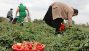 Skema Kombëtare/ Për 4 ditë 11 mijë aplikime nga fermerët, mbyllen më 26 qershor