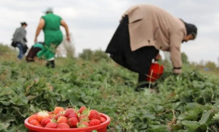 Skema Kombëtare/ Për 4 ditë 11 mijë aplikime nga fermerët, mbyllen më 26 qershor