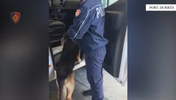 Tentoi të trafikonte mbi 3 mijë fara kanabisi në Shqipëri, arrestohet 24-vjeçari në Durrës