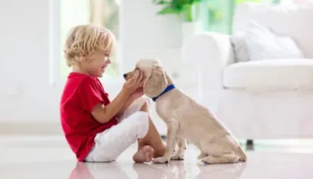 Tre raca qensh që nuk rekomandohen kurrë për familjet me fëmijë