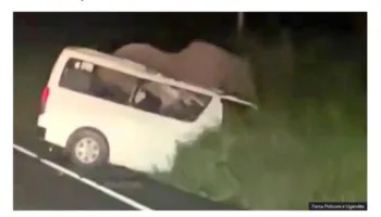 Tre të vdekur në Ugandë pasi u përplasën me një elefant