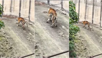 (VIDEO) Tigri “kockë e lëkurë” mezi qëndron në këmbë, shpërthen zemërimi online për kopshtin zoologjik në Kinë