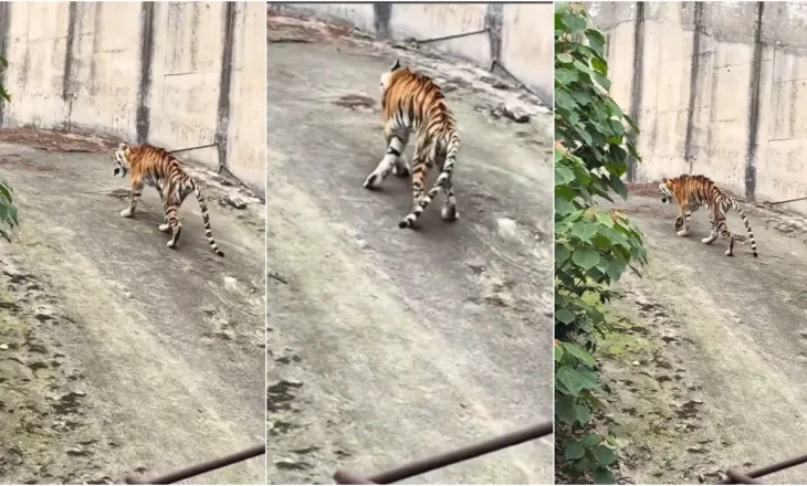 (VIDEO) Tigri “kockë e lëkurë” mezi qëndron në këmbë, shpërthen zemërimi online për kopshtin zoologjik në Kinë