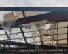 Video/ Zjarr në tregun e fruta-perimeve në Lushnjë, digjet një pjesë e çatisë dhe mallrat