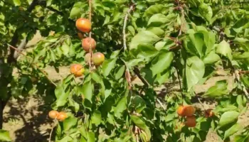 Viti i artë i kajsisë në Lushnje, prodhim i bollshëm në Xibrakë, fermerët : Ka mungesë punëtorësh