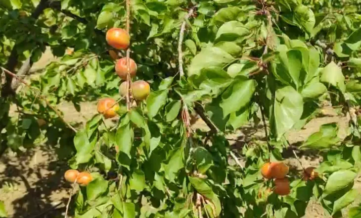 Viti i artë i kajsisë në Lushnje, prodhim i bollshëm në Xibrakë, fermerët : Ka mungesë punëtorësh