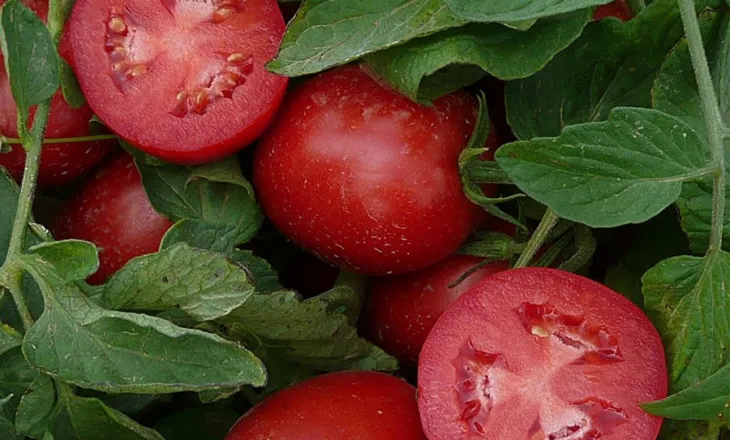 Zbuloni vetitë dobiprurëse për organizmin të lëngut të domates dhe sojës