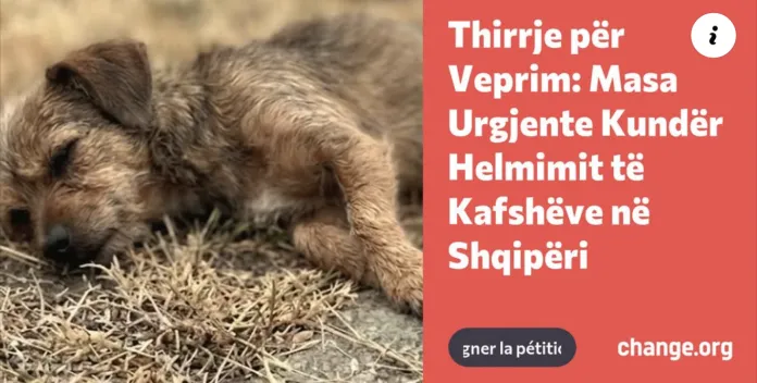 “Animals Need Me” peticion institucioneve: Të ndalet helmimi i kafshëve në Shqipëri