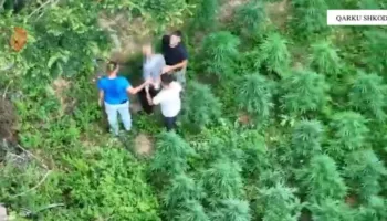 Arrestohen dy persona në Shkodër/ Kultivimi i bimëve narkotike, gjatë kontrolleve u konstatuan…