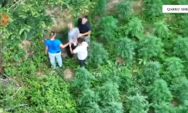 Arrestohen dy persona në Shkodër/ Kultivimi i bimëve narkotike, gjatë kontrolleve u konstatuan…
