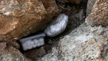 Arrestohet shqiptari në Mykonos, policia i zbulon drogën e fshehur mes gurëve