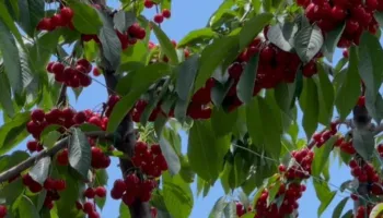 “Çmimi i shitjes nuk na kompenson kostot”/ Qershitë e Dvoranit mbeten në pemë, fermerët: Kemi vështirësi