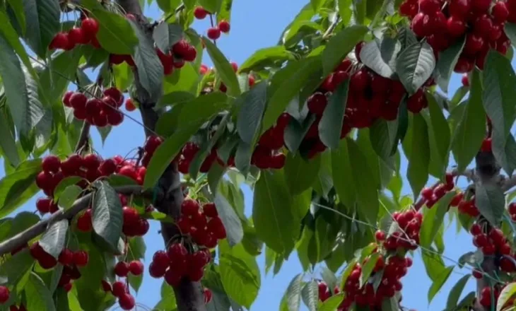 “Çmimi i shitjes nuk na kompenson kostot”/ Qershitë e Dvoranit mbeten në pemë, fermerët: Kemi vështirësi