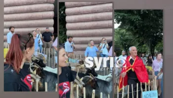 ‘Dhitë janë me Flamingot!’/ Surpriza e ditës së 18-të të protestës, ‘bariu’ hyn mes turmës me kopenë e tij