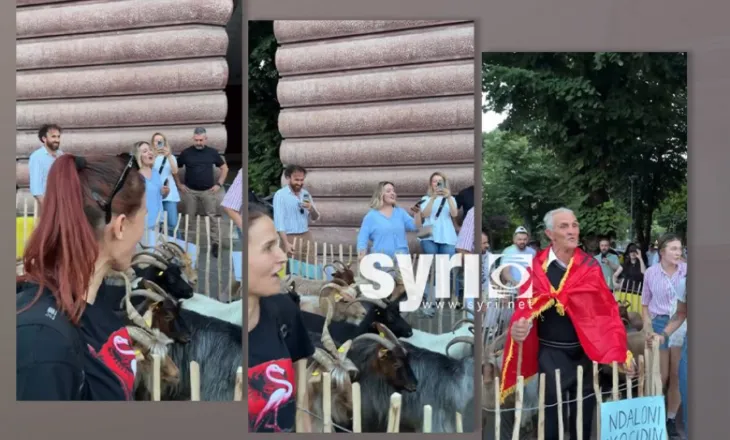 ‘Dhitë janë me Flamingot!’/ Surpriza e ditës së 18-të të protestës, ‘bariu’ hyn mes turmës me kopenë e tij