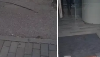 E frikshme, gjarpri futet brenda një biznesi në Fier