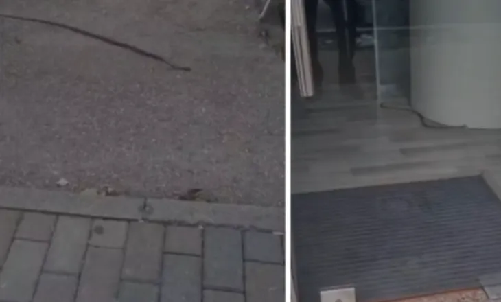 E frikshme, gjarpri futet brenda një biznesi në Fier