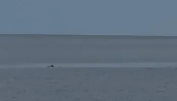 Foka e rrallë Monaka mesdhetare shfaqet në Gjirin e Orikumit, tërheq vëmendjen e banorëve dhe turistëve