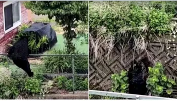 Gati 100 shkolla të mbyllura në një qytet japonez për shkak të arinjve, sulmet rriten pas letargjisë dimërore